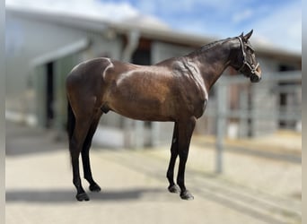 Ukrainsk ridhäst, Valack, 8 år, 169 cm, Mörkbrun