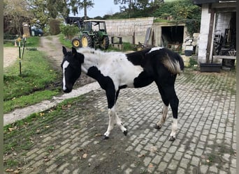 American Paint Horse, Étalon, 15 Ans, 153 cm, Pinto