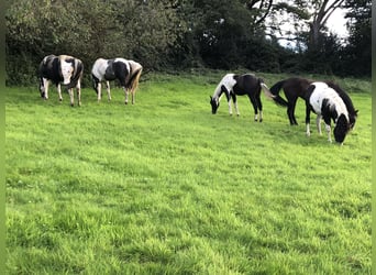 American Paint Horse, Étalon, 15 Ans, 153 cm, Pinto