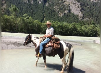 American Paint Horse, Hengst, 15 Jaar, 153 cm, Gevlekt-paard