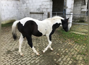 American Paint Horse, Hengst, 15 Jaar, 153 cm, Gevlekt-paard