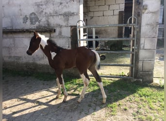 American Paint Horse, Ogier, 15 lat, 153 cm, Srokata
