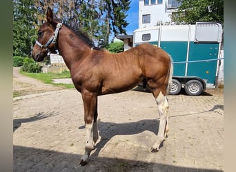 American Paint Horse, Stallion, 15 years, 15 hh, Pinto