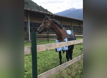 Ungarisches Sportpferd, Hengst, 11 Jahre, 167 cm, Brauner