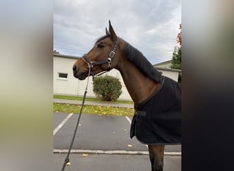 Ungarisches Sportpferd, Hengst, 11 Jahre, 167 cm, Brauner