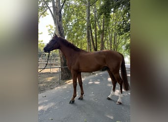 Ungarisches Sportpferd, Hengst, 11 Jahre, 182 cm, Dunkelfuchs