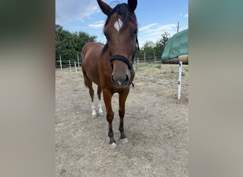Ungarisches Sportpferd, Hengst, 1 Jahr, 140 cm, Rotbrauner