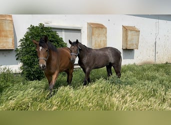 Ungarisches Sportpferd, Hengst, 1 Jahr, 140 cm, Schimmel