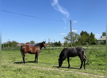 Ungarisches Sportpferd, Hengst, 1 Jahr, 140 cm, Schimmel