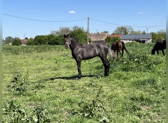 Ungarisches Sportpferd, Hengst, 1 Jahr, 140 cm, Schimmel