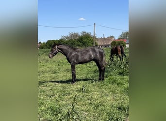Ungarisches Sportpferd, Hengst, 1 Jahr, 140 cm, Schimmel