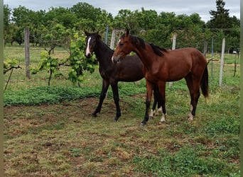 Ungarisches Sportpferd, Hengst, 1 Jahr, 150 cm, Rotbrauner