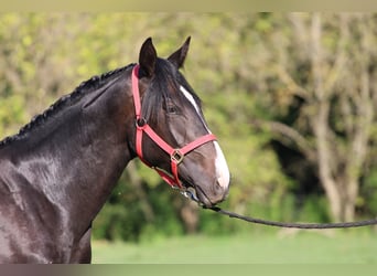 Ungarisches Sportpferd, Hengst, 1 Jahr, 160 cm, Dunkelbrauner