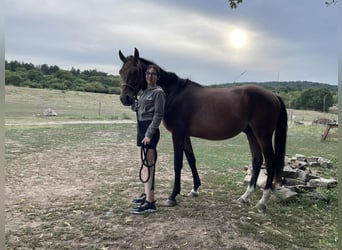 Ungarisches Sportpferd, Hengst, 2 Jahre, 155 cm, Rotbrauner
