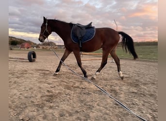 Ungarisches Sportpferd, Hengst, 2 Jahre, 155 cm, Rotbrauner