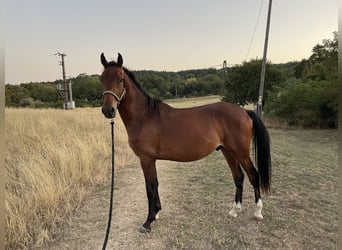 Ungarisches Sportpferd, Hengst, 2 Jahre, 155 cm, Rotbrauner