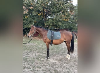 Ungarisches Sportpferd, Hengst, 2 Jahre, 155 cm, Rotbrauner