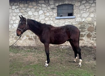 Ungarisches Sportpferd, Hengst, 2 Jahre, 156 cm, Brauner
