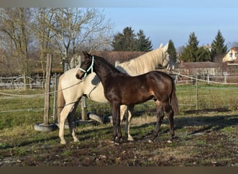 Ungarisches Sportpferd, Hengst, 2 Jahre, 162 cm, Falbe