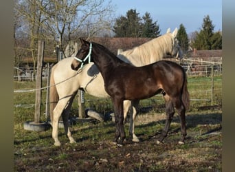 Ungarisches Sportpferd, Hengst, 2 Jahre, 162 cm, Falbe