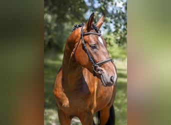 Ungarisches Sportpferd, Hengst, 2 Jahre, 166 cm, Brauner