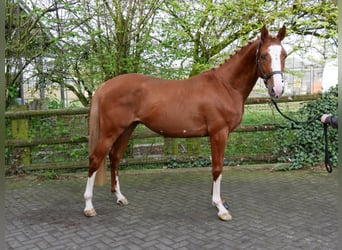 Ungarisches Sportpferd, Hengst, 3 Jahre, 155 cm