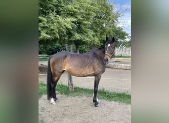 Ungarisches Sportpferd, Hengst, 3 Jahre, 155 cm, Rotbrauner