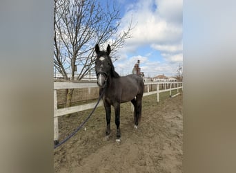 Ungarisches Sportpferd, Hengst, 3 Jahre, 156 cm, Schimmel