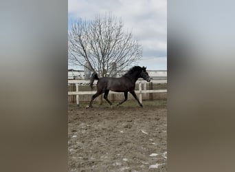 Ungarisches Sportpferd, Hengst, 3 Jahre, 156 cm, Schimmel