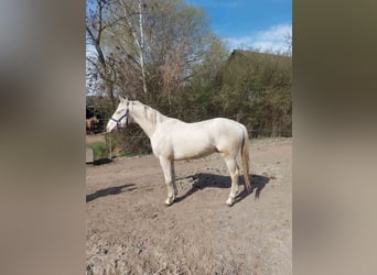 Ungarisches Sportpferd, Hengst, 3 Jahre, 161 cm, Cremello