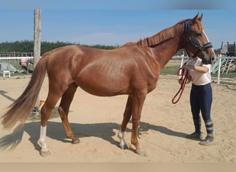 Ungarisches Sportpferd, Hengst, 3 Jahre, 161 cm, Fuchs