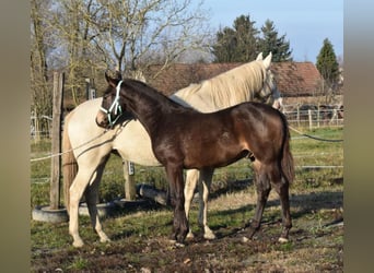 Ungarisches Sportpferd, Hengst, 3 Jahre, 162 cm, Falbe