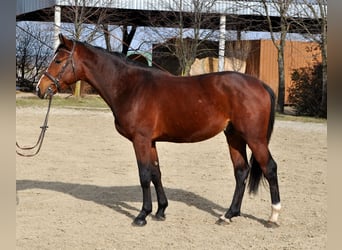 Ungarisches Sportpferd, Hengst, 3 Jahre, 164 cm, Brauner