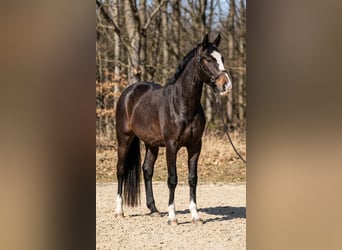 Ungarisches Sportpferd, Hengst, 3 Jahre, 167 cm, Schimmel