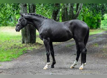 Ungarisches Sportpferd, Hengst, 3 Jahre, 168 cm, Rappe
