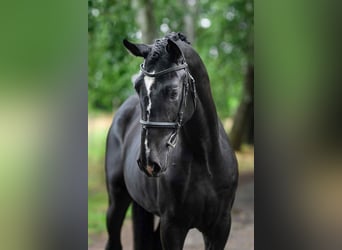 Ungarisches Sportpferd, Hengst, 3 Jahre, 168 cm, Rappe