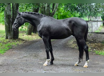 Ungarisches Sportpferd, Hengst, 3 Jahre, 168 cm, Rappe
