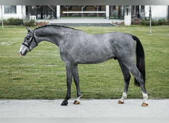 Ungarisches Sportpferd, Hengst, 3 Jahre, 168 cm, Schimmel