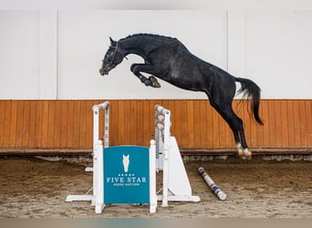 Ungarisches Sportpferd, Hengst, 3 Jahre, 170 cm, Schimmel