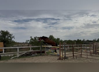 Ungarisches Sportpferd, Hengst, 3 Jahre, 172 cm, Rotbrauner