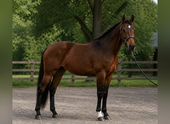 Ungarisches Sportpferd, Hengst, 3 Jahre, 175 cm, Brauner