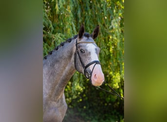 Ungarisches Sportpferd, Hengst, 3 Jahre, 177 cm, Schimmel