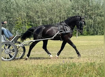 Ungarisches Sportpferd, Hengst, 4 Jahre, 166 cm, Schwarzbrauner