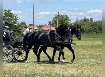 Ungarisches Sportpferd, Hengst, 4 Jahre, 166 cm, Schwarzbrauner