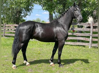 Ungarisches Sportpferd, Hengst, 4 Jahre, 166 cm, Schwarzbrauner