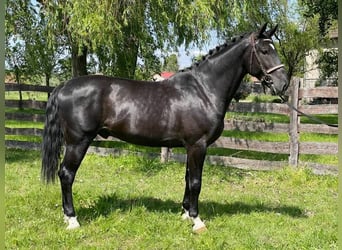Ungarisches Sportpferd, Hengst, 4 Jahre, 166 cm, Schwarzbrauner