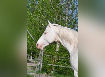 Ungarisches Sportpferd, Hengst, 5 Jahre, 163 cm, Cremello