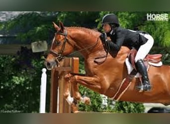 Ungarisches Sportpferd, Hengst, 9 Jahre, 172 cm, Dunkelfuchs
