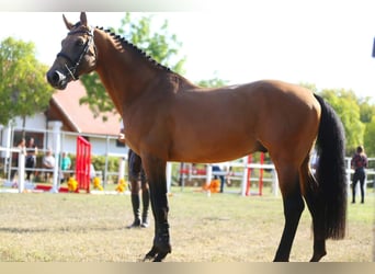 Ungarisches Sportpferd, Hengst, 13 Jahre, 174 cm, Buckskin