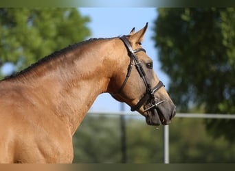 Ungarisches Sportpferd, Hengst, 13 Jahre, 174 cm, Buckskin